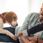 How Does a Pet Trust Work in Florida | Lindsay Allen Law – Naples Attorneys at Law