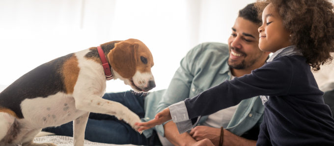 How Does a Pet Trust Work in Florida | Lindsay Allen Law - Naples Attorneys at Law